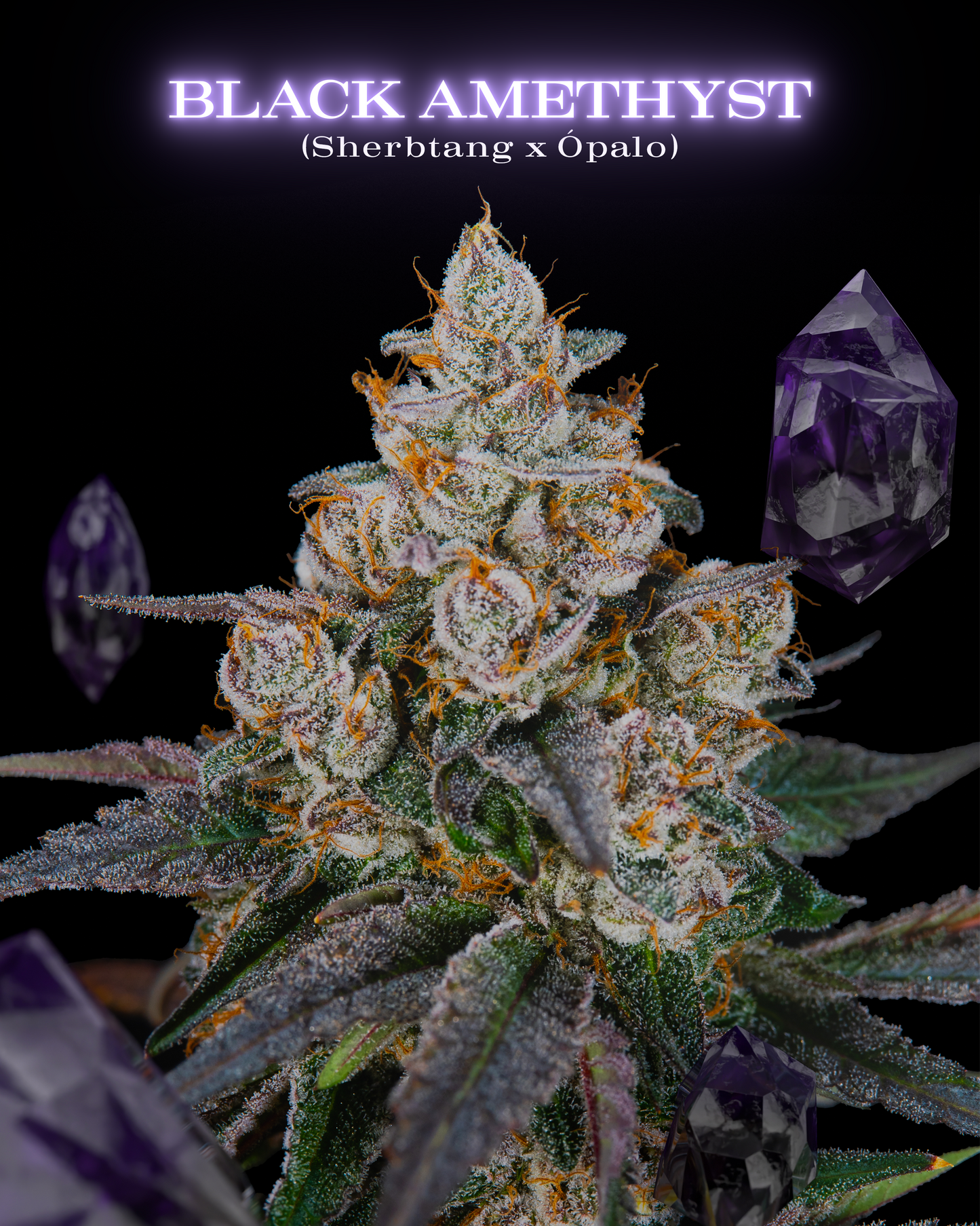 Black amethyst