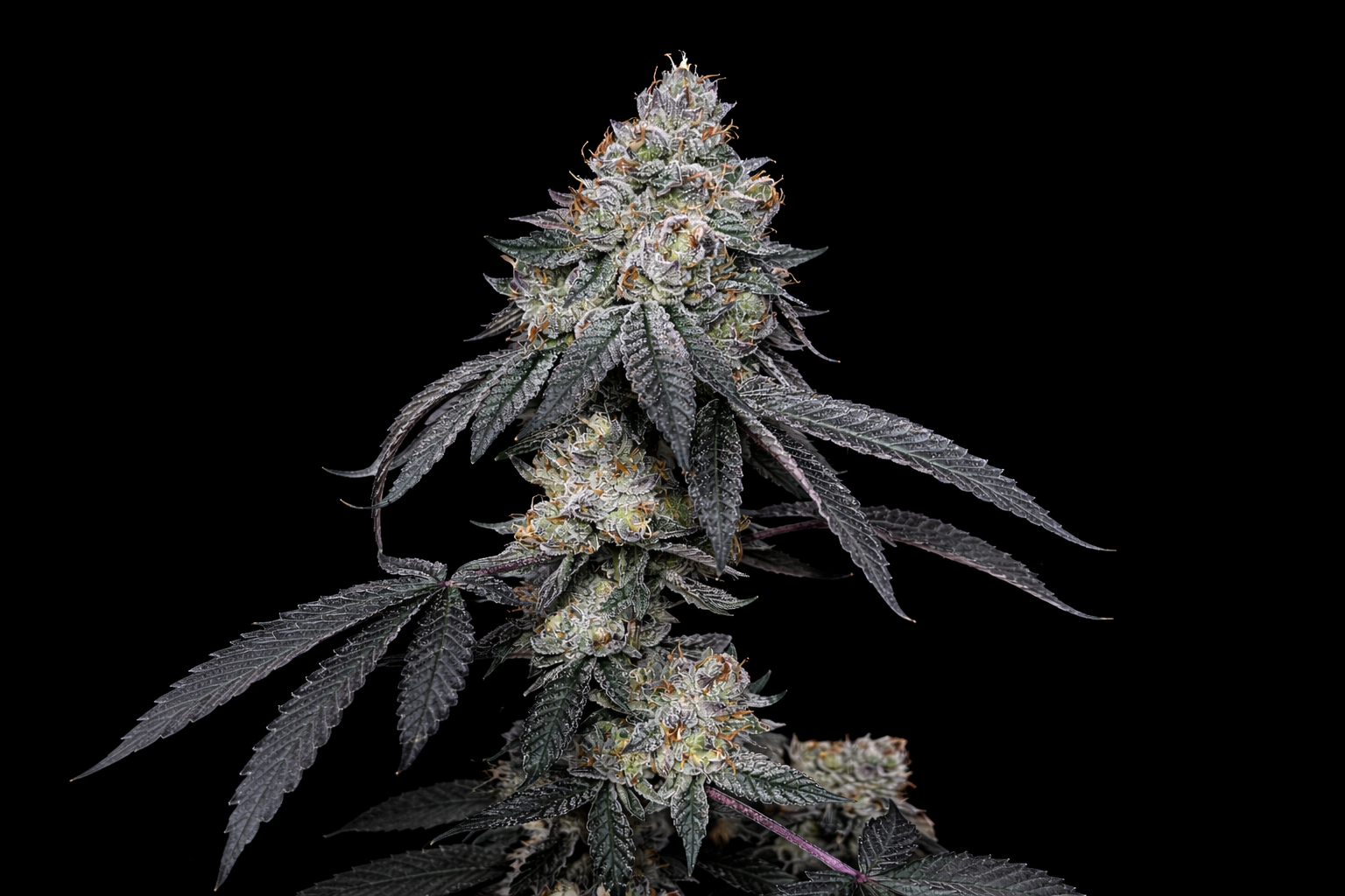 BRRBERRY X FPO 3+ 1 – SecretFile Seeds