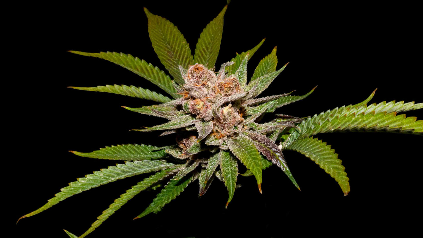 Strawpicanna x Fruity Pebbles OG Pack 3 + 1 Gratis.