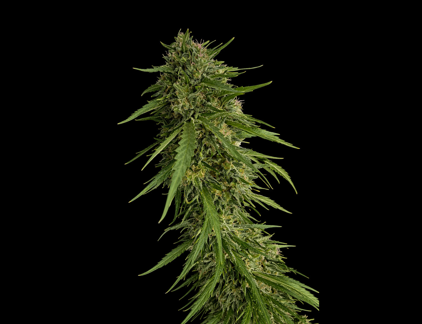 SOUR NANA X FPO 3 +1