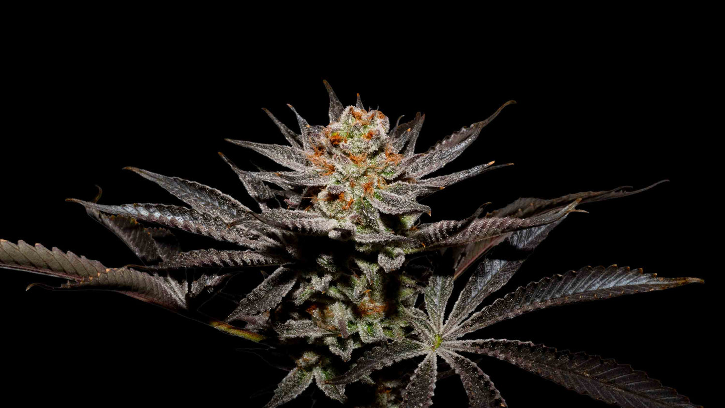 Fuji x Fruity Pebbles OG Pack 25 Semillas