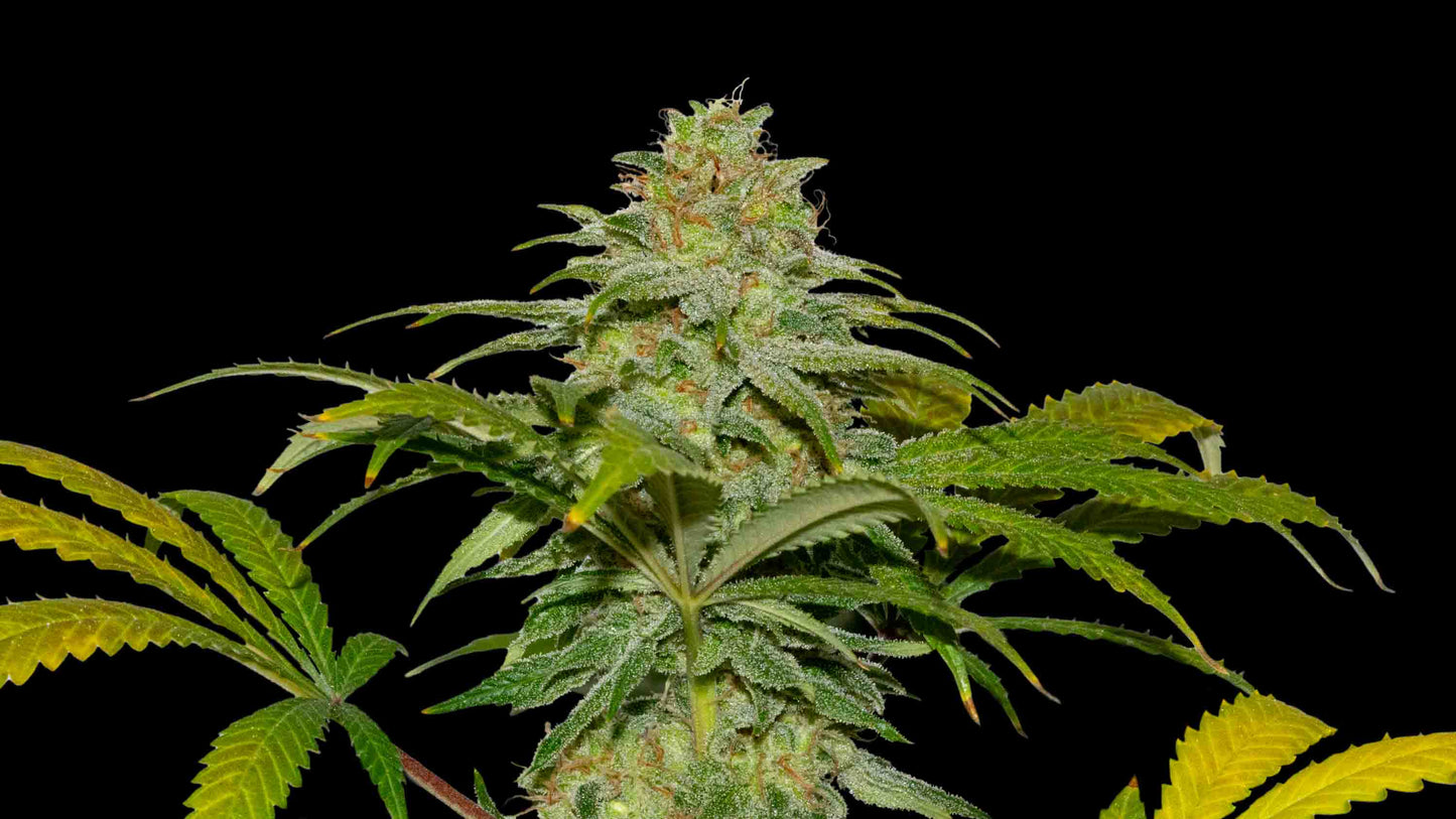 Papaya x Fruity Pebbles OG Pack 25 semillas