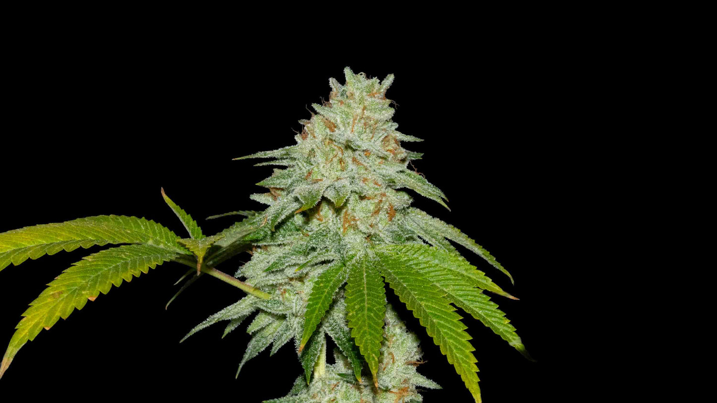 Runtz x Fruity Pebbles OG Pack 25 semillas