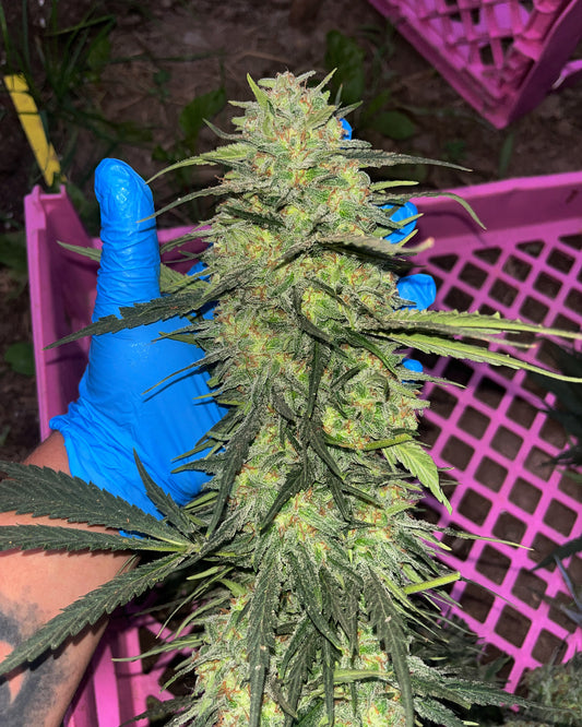 GUAVA X FPO GRANEL (desde 10u.)