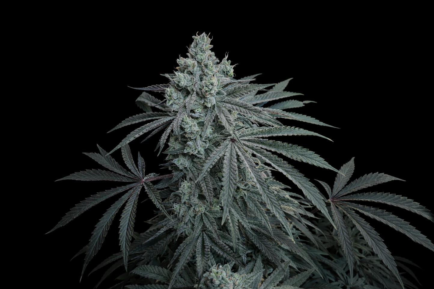 CHERRY ZODA X FPO 3 + 1