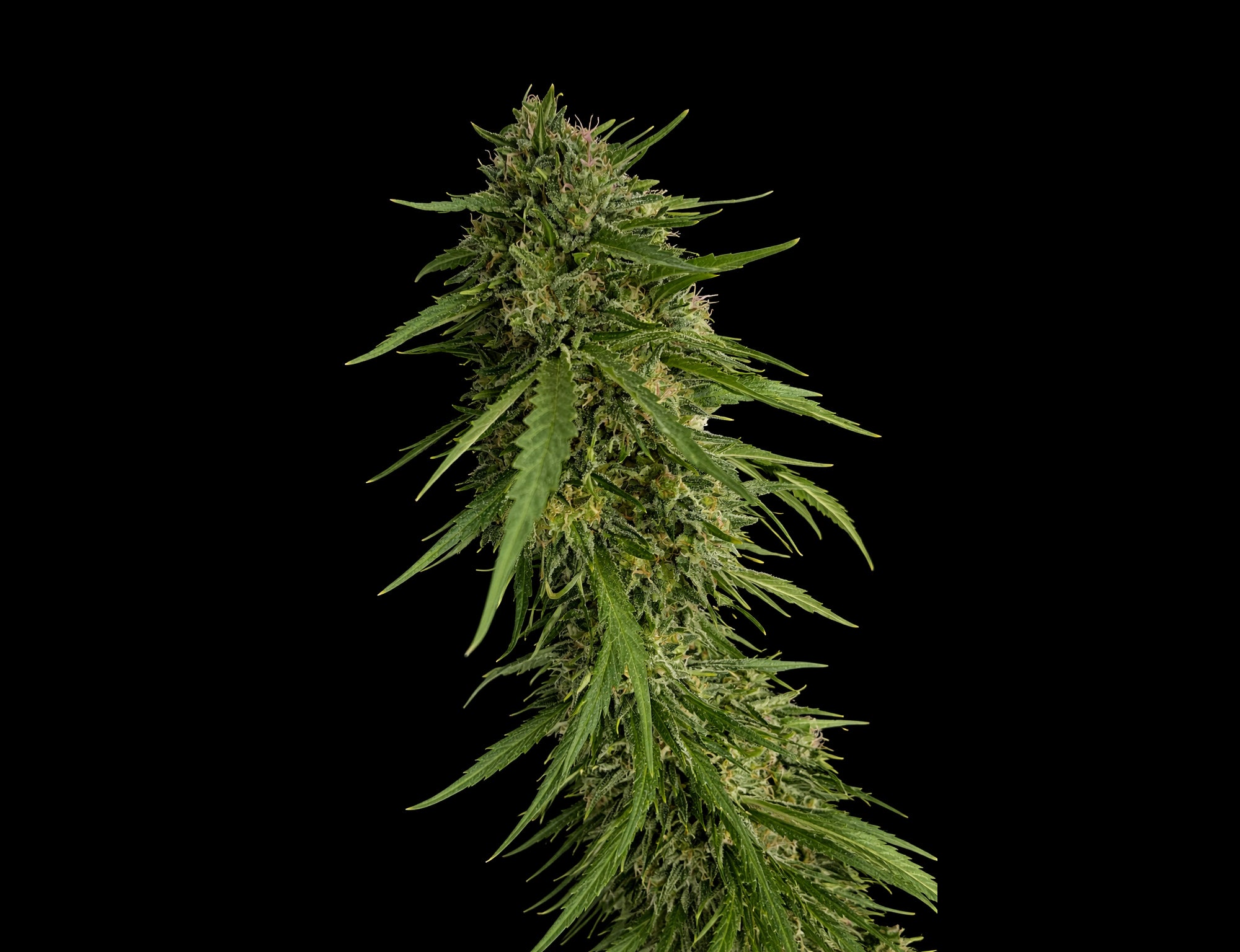 SOUR NANA X FPO 3 +1 – SecretFile Seeds